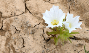 Desierto de Atacama florece tras lluvias históricas de El Niño Desierto de Atacama florece tras lluvias históricas de El Niño